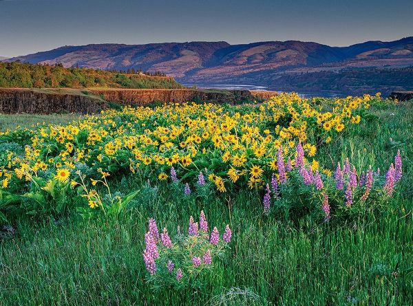 Garber, Howie 아티스트의 Lupine and balsamroot wildflowers at Columbia River Gorge near Hood River-Oregon 작품